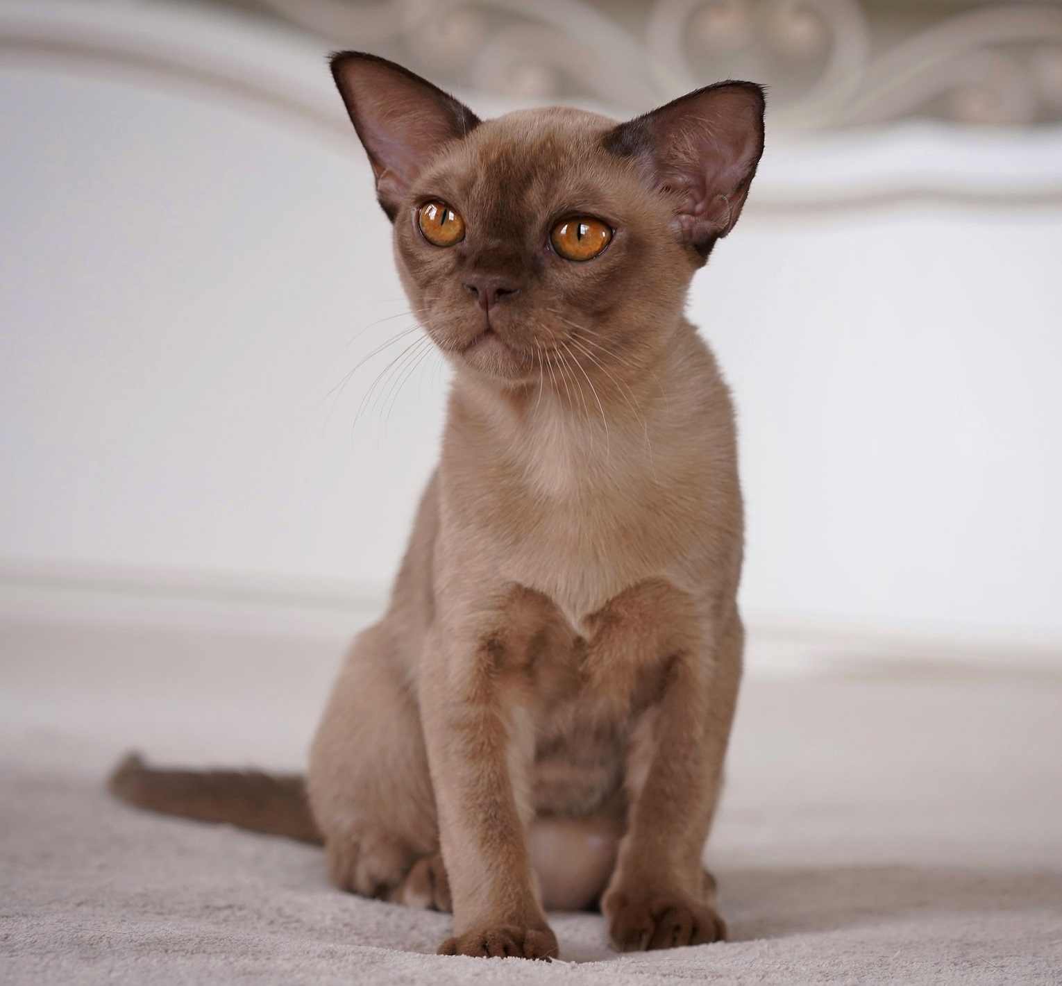 бурманская кошка шоколадного окраса из 
